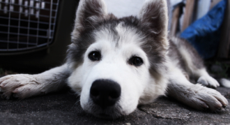 SHADOWNOSECAMERA