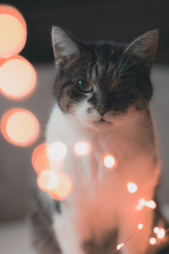 LEDLichterKettePhotoshoot